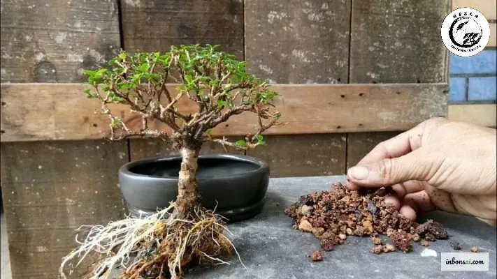 bonsai-soil-components Bã cà phê giúp cải thiện độ tơi xốp và hệ vi sinh vật trong đất trồng bonsai