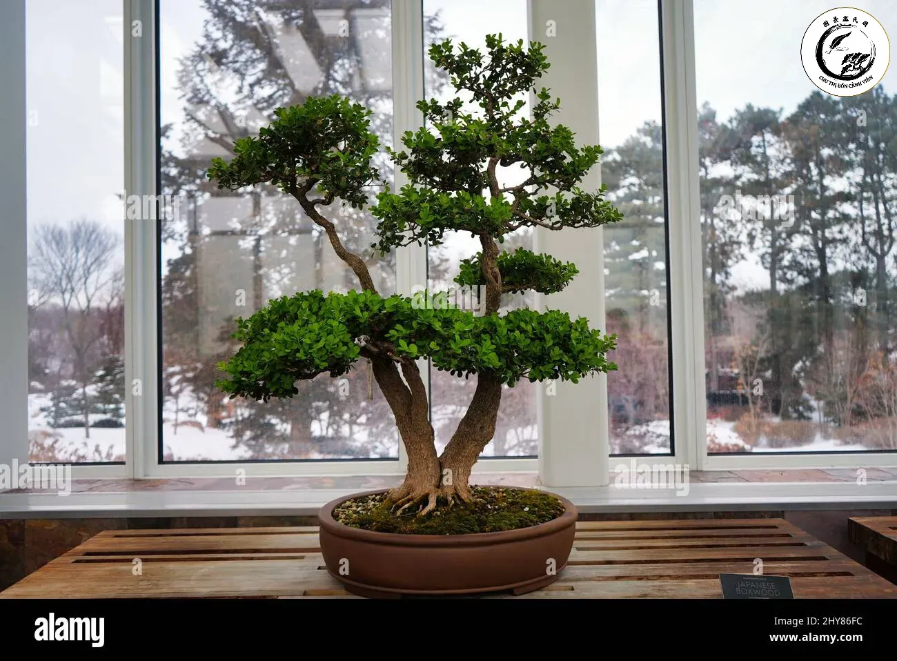 bonsai-tree-growing-in-a-dark-marble-pot-on-a-wooden-table-by-the-window-in-bright-light-2hy86fc Vị trí gần cửa sổ với ánh sáng tự nhiên là môi trường hoàn hảo cho sự phát triển của bonsai