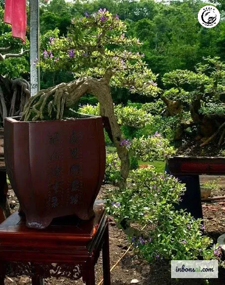 Lựa chọn chậu cao bằng gốm tử sa giúp tôn vinh dáng vẻ uyển chuyển của tùng sà