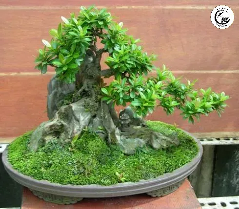 bonsai20571 Sự mô phỏng thiên nhiên hùng vĩ qua hình thái thu nhỏ của bonsai