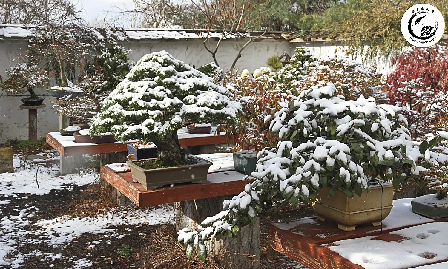 Vườn cây bonsai được chuẩn bị kỹ lưỡng để đối phó với mùa sương muối khắc nghiệt