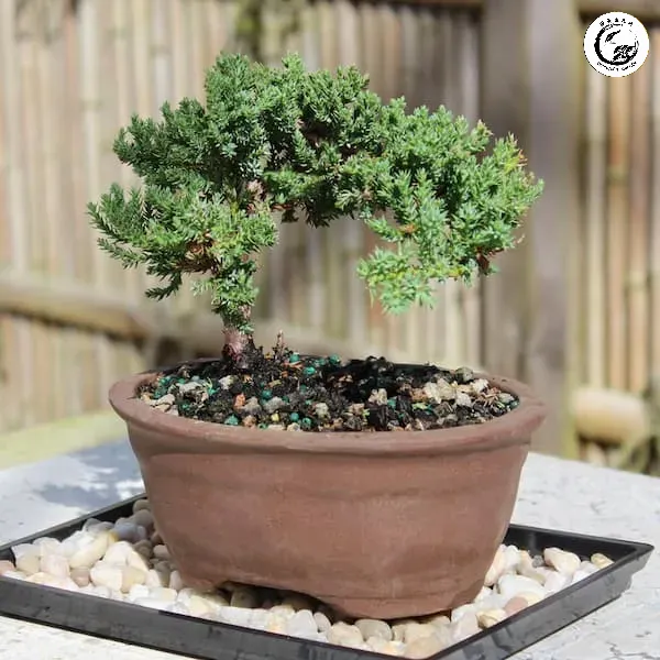 Một tác phẩm bonsai Juniper lá vảy được tạo dáng công phu với tán lá xanh mướt