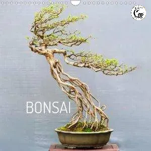 ca1f420ef24dca0d2490e764418b_300 Sử dụng kéo chuyên dụng giúp thao tác tạo hình bộ đế bonsai chính xác và nhanh chóng