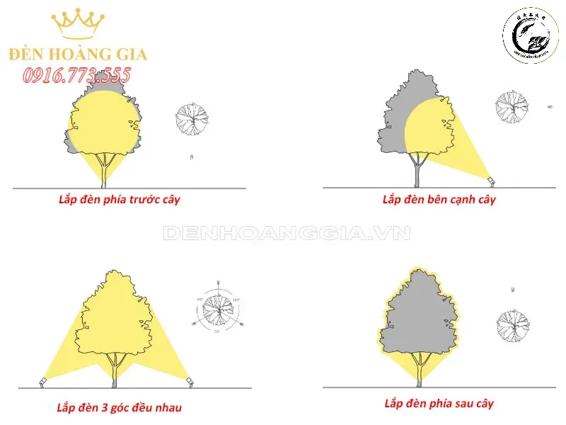 Tán cây tròn đều giúp tối ưu hóa khả năng quang hợp và giảm thiểu sâu bệnh