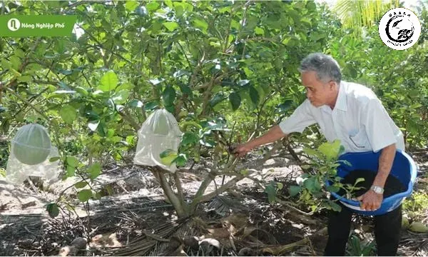 Cung cấp dinh dưỡng đúng cách giúp bưởi Diễn có màu sắc vàng óng và vỏ mịn màng
