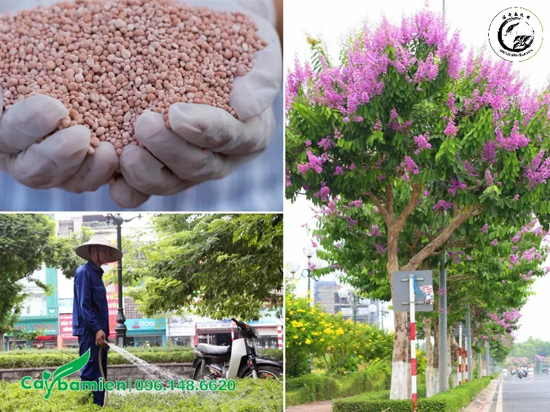 cach-bon-phan-lam-cho-cay-bang-lang-ra-hoa Kỹ thuật xử lý rễ và bôi keo liền sẹo cho phôi bằng lăng mới khai thác