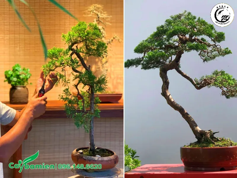 Cắt tỉa định kỳ giúp duy trì dáng vẻ tinh tế và bộ lá dày mướt cho tùng vạn niên
