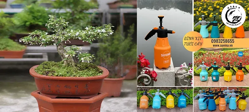 Chăm sóc tưới nước đúng cách giúp bộ rễ mới sắp xếp nhanh chóng ổn định