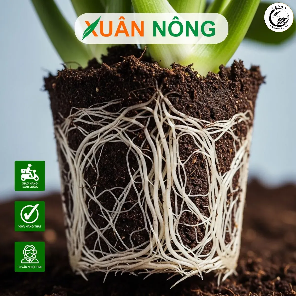 Hiệu quả kích rễ vượt trội giúp phôi cây nhanh chóng phục hồi