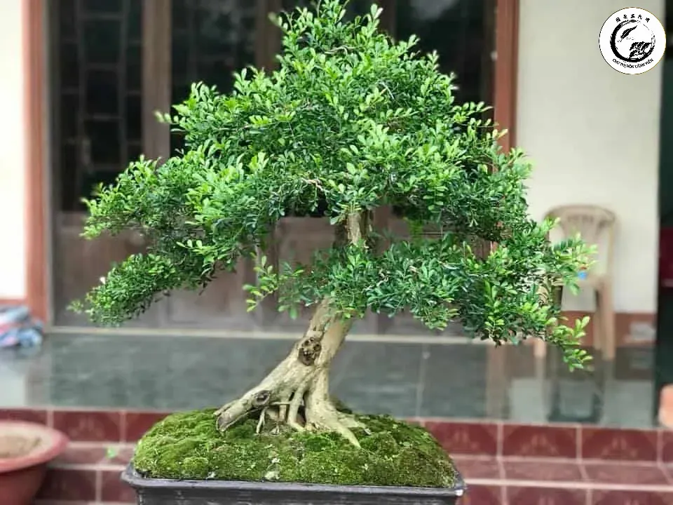 cach-tao-dang-cay-nguyet-que-nghieng Cắt tỉa định kỳ là khâu quan trọng để duy trì vẻ đẹp tinh tế của Bonsai nguyệt quế