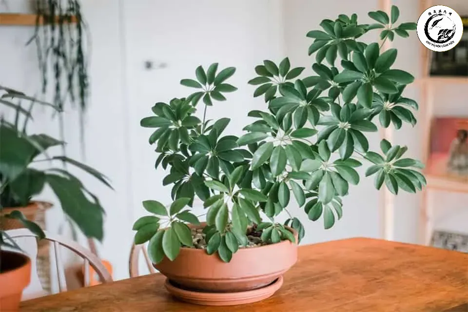 Kỹ thuật phun sương giúp bộ rễ khí của ngũ gia bì phát triển khỏe mạnh