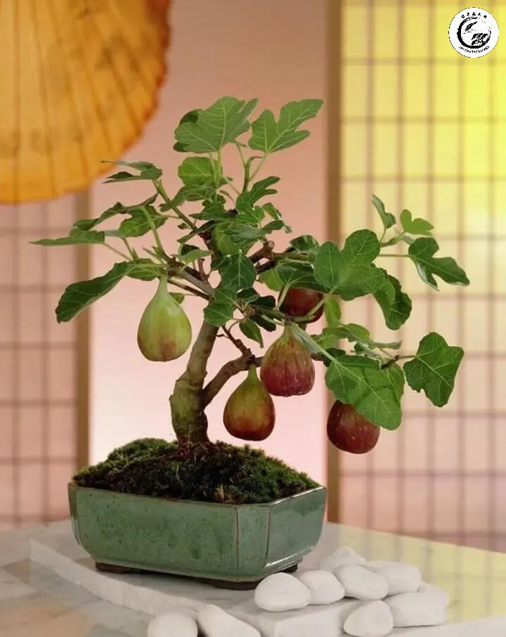 Cây sung phát triển mạnh mẽ nhờ nền đất thịt nhẹ tơi xốp và giàu dinh dưỡng