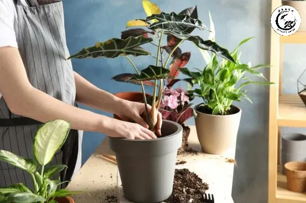 cach-trong-cay-trong-chau-1 Kỹ thuật lót đáy chậu vuông đảm bảo cây không bị úng nước ở các góc