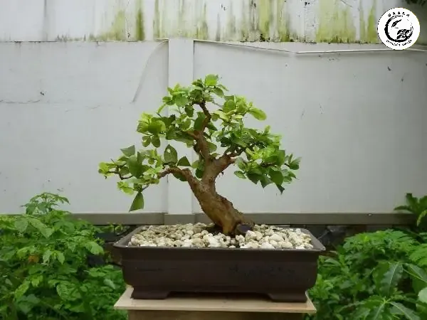 Kỹ thuật cắt tỉa đúng cách giúp duy trì dáng vẻ mộc mạc và kích thích cây ra quả đều đặn