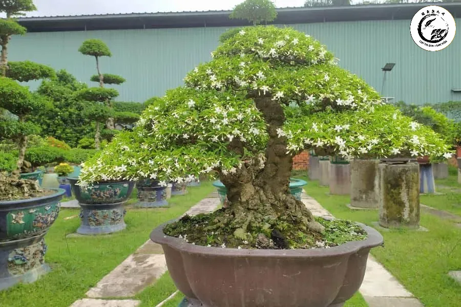 Mai chiếu thủy nu mặt khỉ mang lại vẻ đẹp quyền quý và vượng khí cho gia chủ