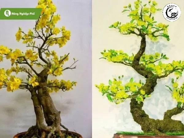 Hệ thống rễ khỏe mạnh là nền tảng cho sự phát triển của cây mai vàng