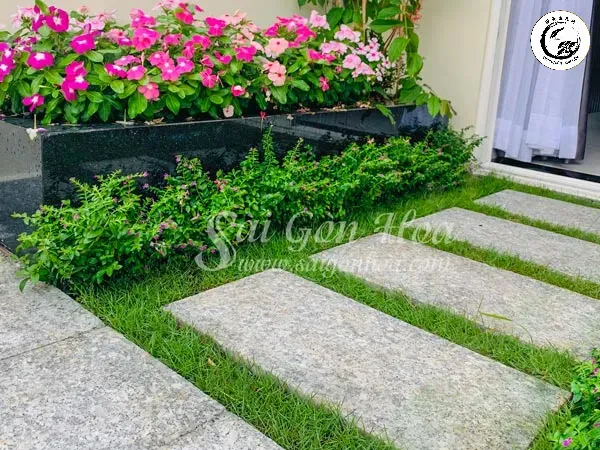 Ứng dụng linh hoạt của cây cẩm tú mai dáng bụi trong việc tạo viền lối đi trang trọng