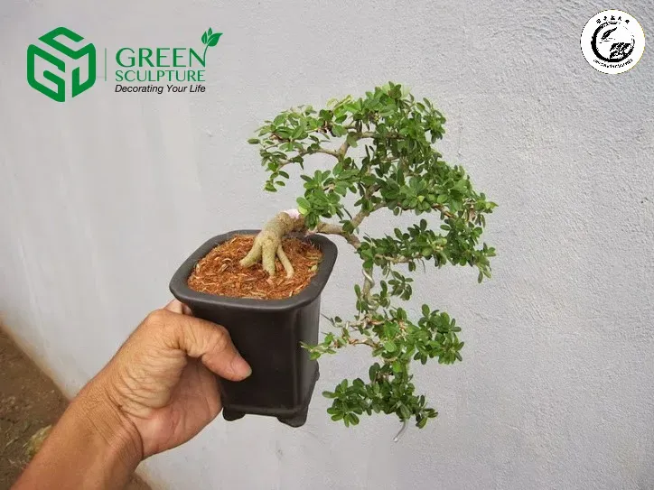 Lá cây Cần Thăng xanh tốt tượng trưng cho sự sinh sôi và tài lộc