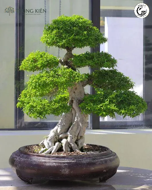 Sương sáo bonsai lá nhung mịn màng mang vẻ đẹp tinh tế và đẳng cấp