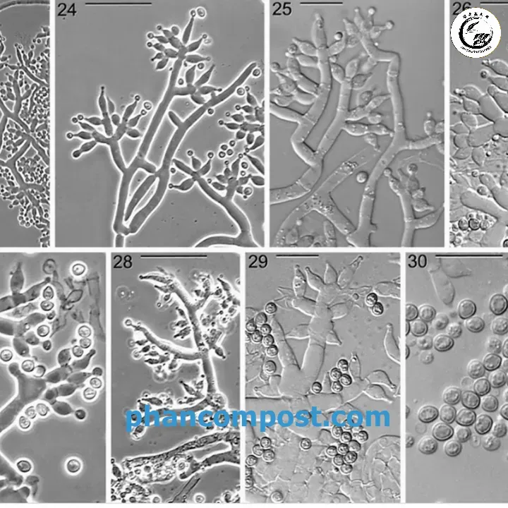 capture Nấm Trichoderma tiết ra enzyme mạnh mẽ để phân hủy chất hữu cơ và tiêu diệt nấm bệnh
