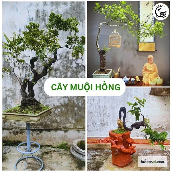 Kỹ thuật trồng phôi vào chậu nuôi với giá thể chuyên dụng giúp cây nhanh ra rễ mới