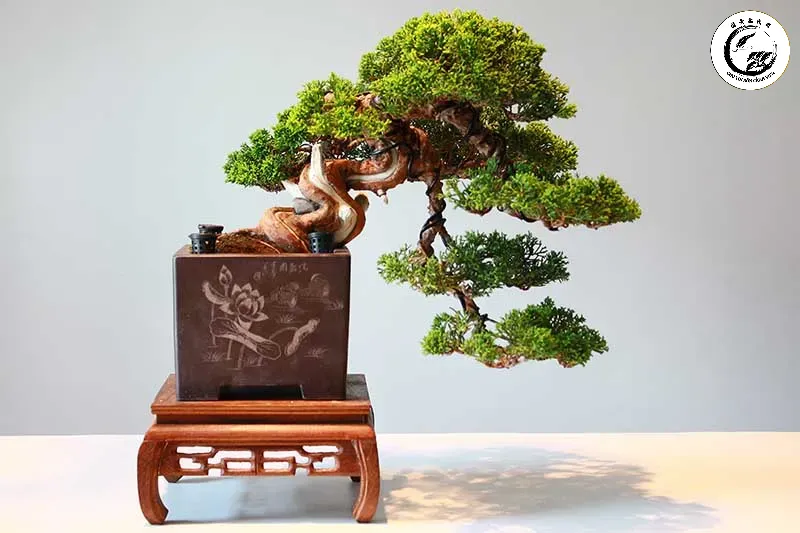 Kỹ thuật cắt tỉa tỉ mỉ là chìa khóa để duy trì vẻ đẹp của Bonsai dáng huyền theo thời gian