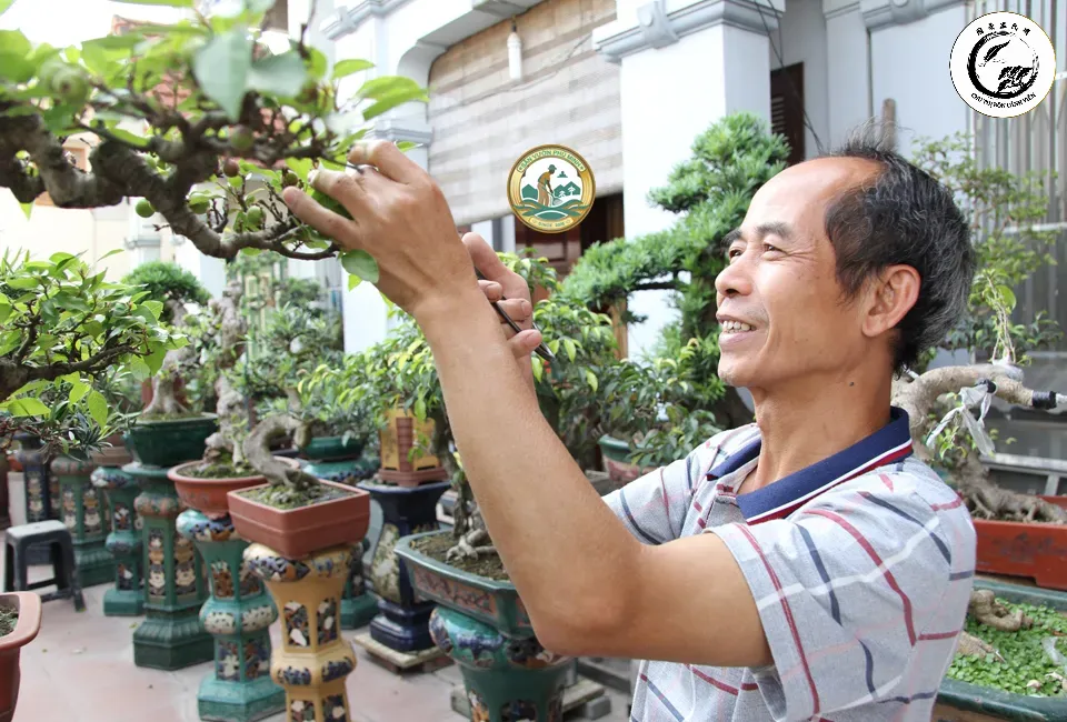 Kỹ thuật cắt tỉa tỉ mỉ giúp duy trì độ dày và phom dáng cho cây bonsai