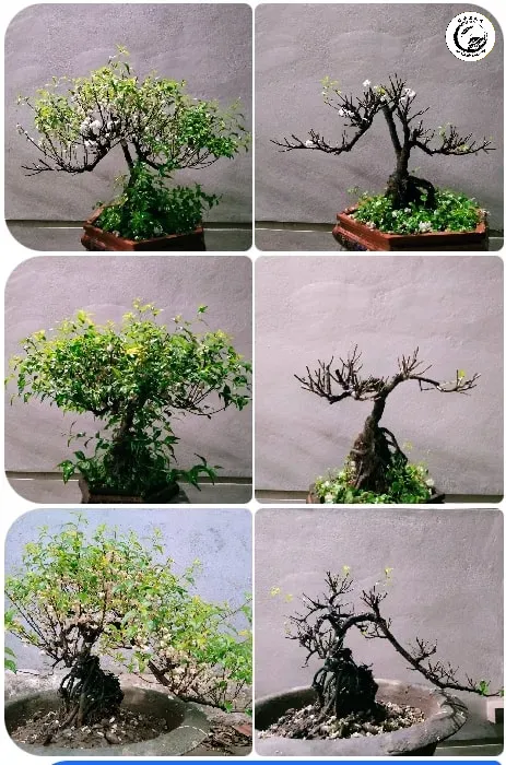 Quá trình cắt tỉa tỉ mỉ là bí quyết để duy trì dáng thế cổ thụ trường tồn