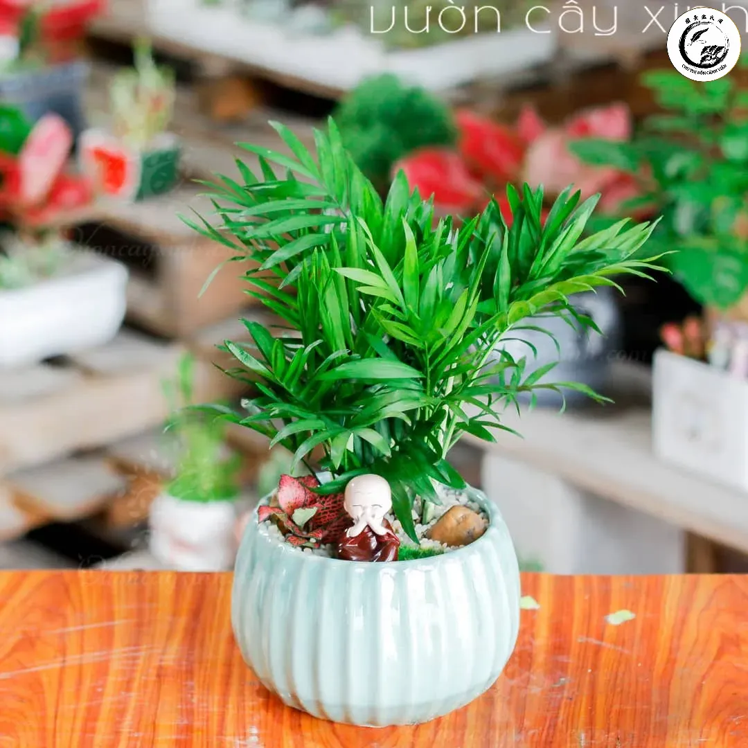 Cây cau tiểu trâm mini mang lại vẻ đẹp xanh mát và thanh lọc không khí cho bàn làm việc
