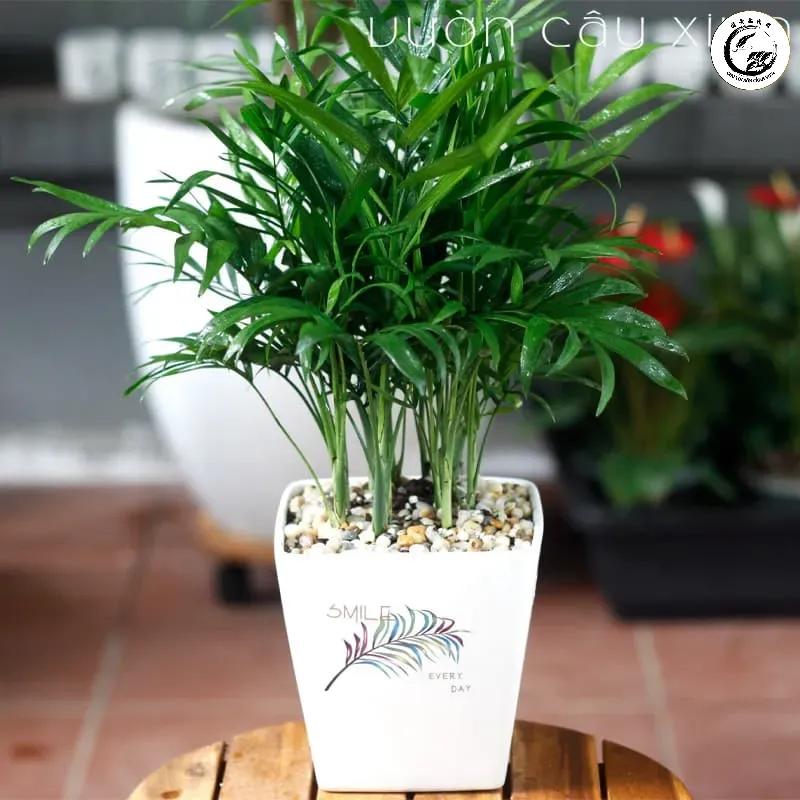 Lựa chọn chậu sứ trắng giúp làm nổi bật vẻ đẹp thanh lịch của cau tiểu trâm mini