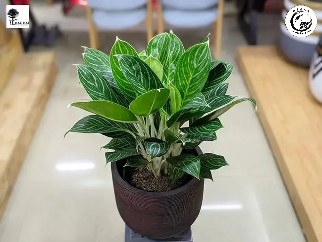 Sự kết hợp giữa màu trắng của thân cây và sắc xanh của lá mang lại sự cân bằng cho người mệnh Kim