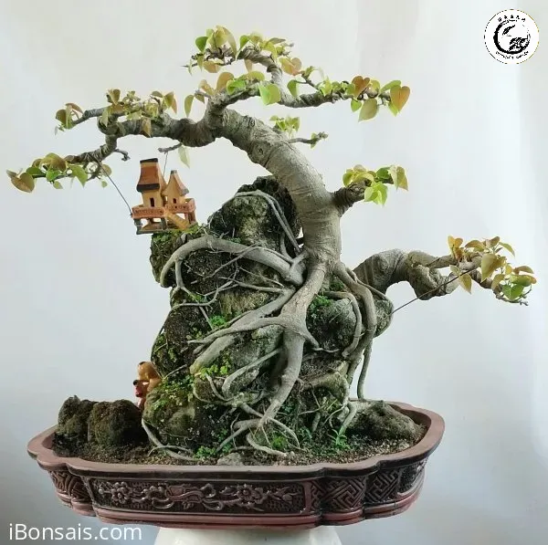 cay-bo-de-bam-da-lau-nam-758434158_large Bonsai Bồ Đề ôm đá mang lại năng lượng tích cực và sự bình an cho không gian sống