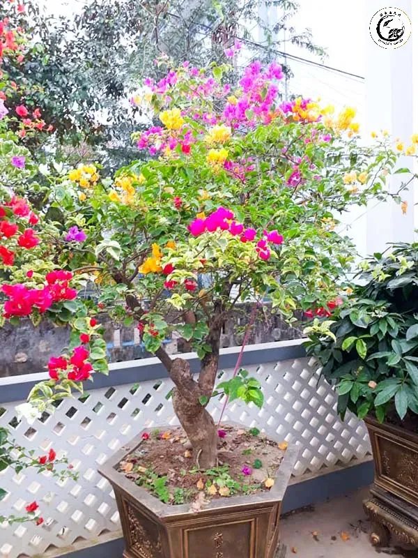 Kỹ thuật xiết nước là bước quan trọng để chuyển cây từ giai đoạn sinh trưởng sang giai đoạn ra hoa