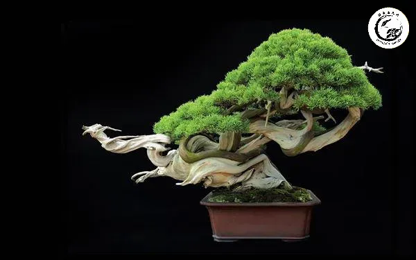 Phông nền đen làm nổi bật từng chi tiết vỏ cây và đường nét uốn lượn