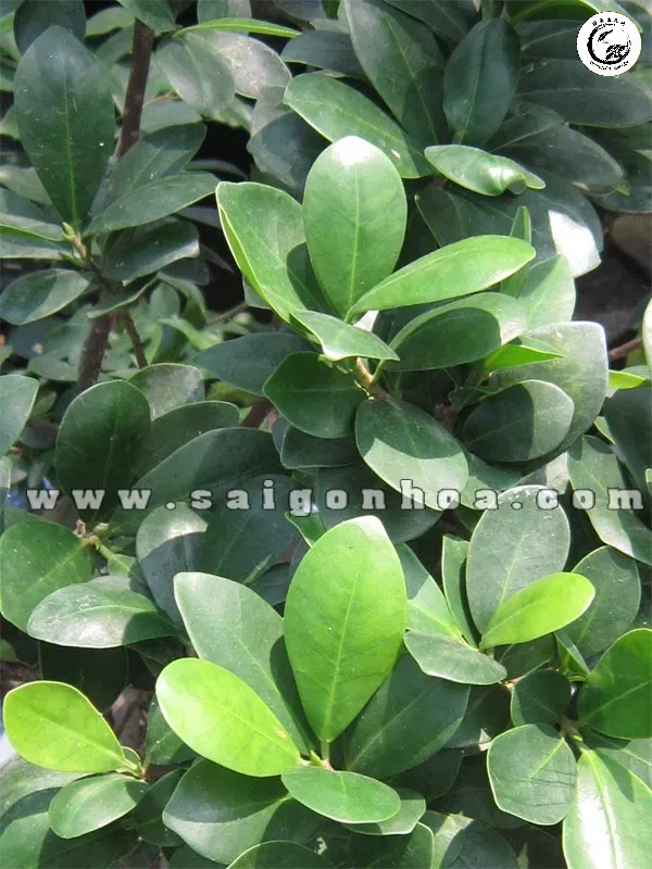 Cận cảnh hình thái lá siêu nhỏ với bề mặt nhung mịn đặc trưng của dòng si đá quý hiếm