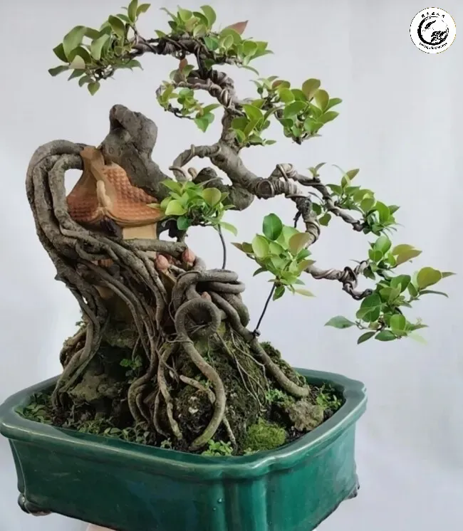 Tác phẩm Bonsai si đá lá siêu rí nhung mịn với vẻ đẹp cổ kính và sang trọng