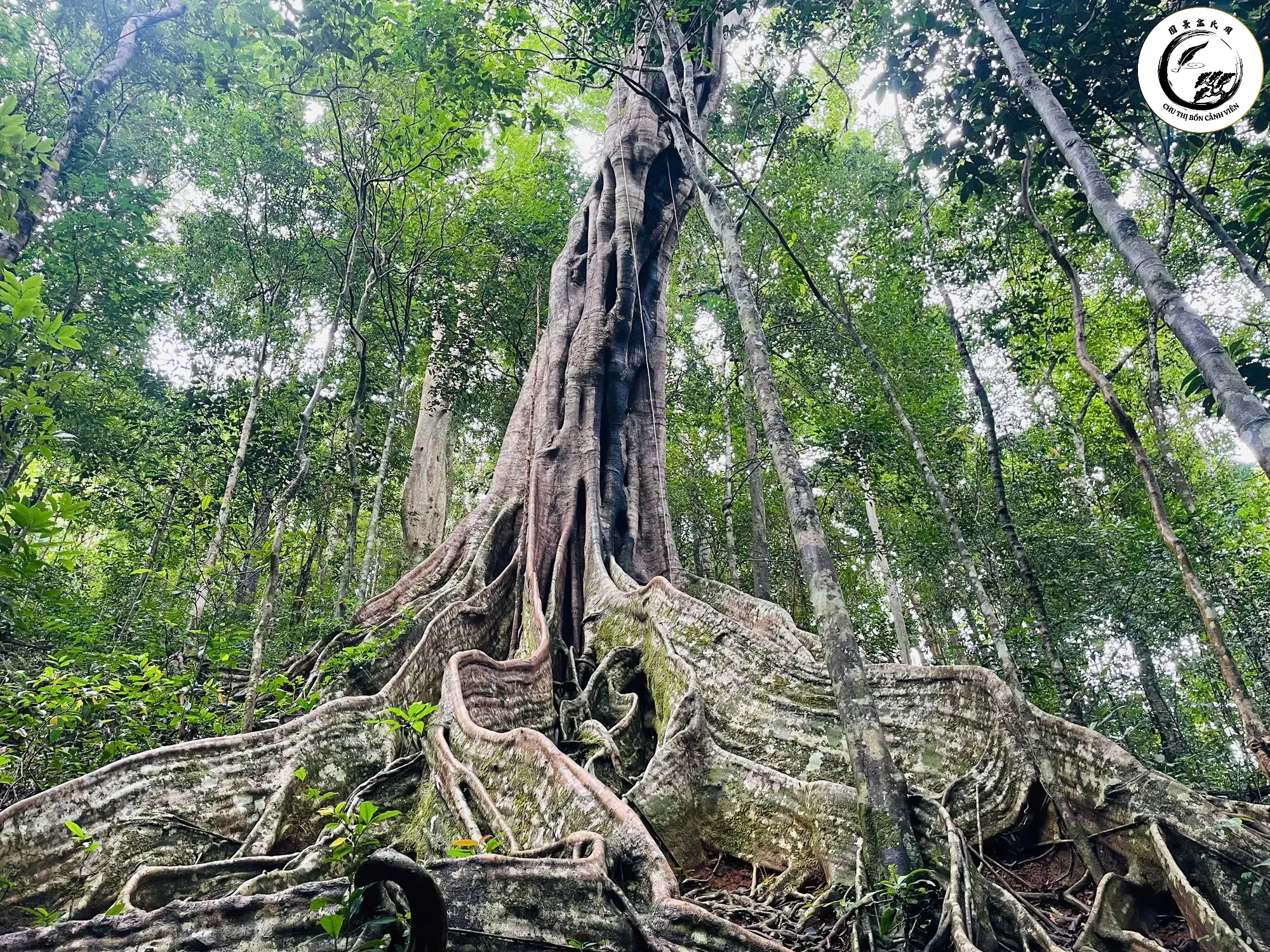 cay-di-san-3-1758198777442253758378 Hình ảnh minh họa dáng rễ nôm cắm sâu vững chãi đại thụ trong tự nhiên