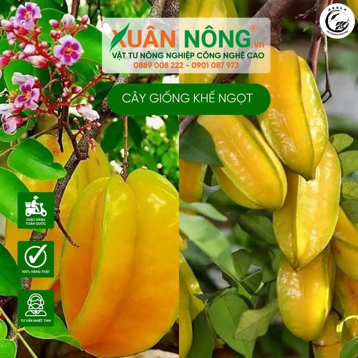 Thành quả ngọt ngào từ sự kiên trì và kỹ thuật ghép chính xác