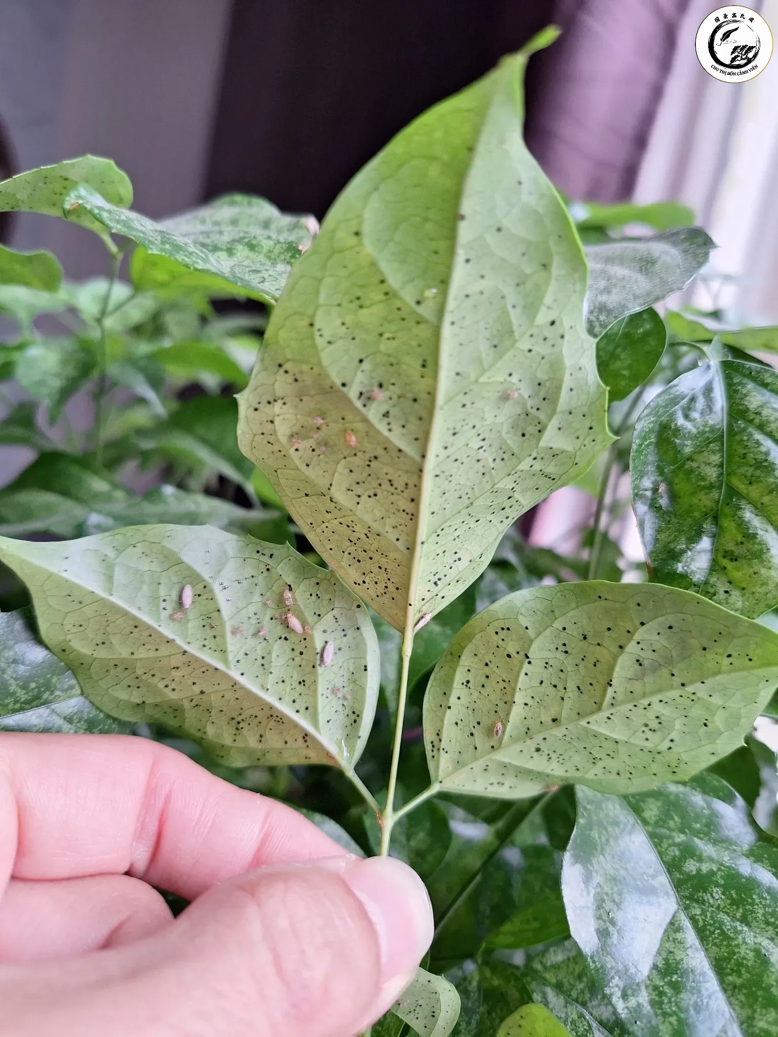 cay-hanh-phuc-bi-dom-la-2 Nấm phấn trắng phát triển mạnh mẽ trên bề mặt lá khi môi trường quá ẩm ướt kéo dài
