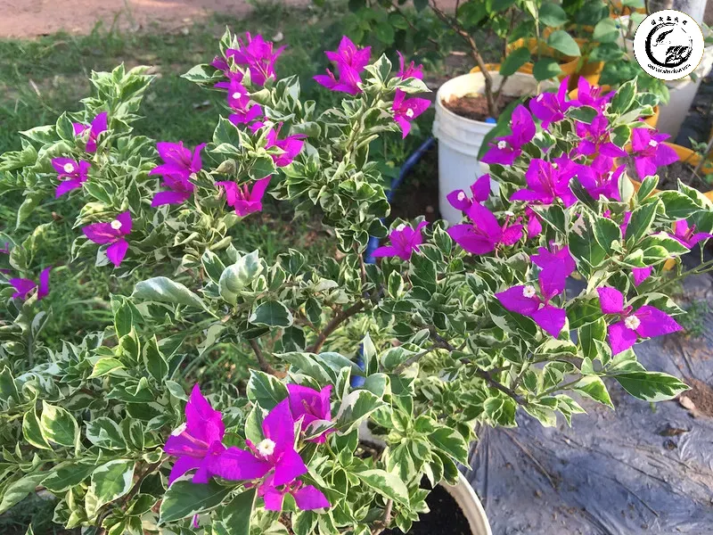 Sự kết hợp hoàn mỹ giữa bộ lá cẩm thạch độc đáo và sắc hoa rực rỡ