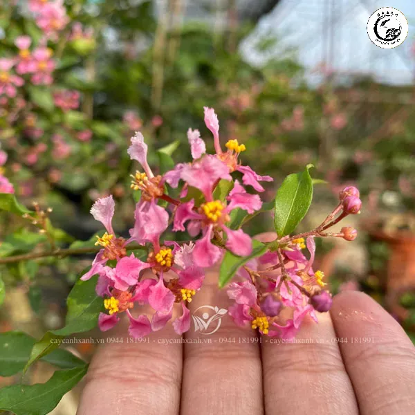 Những bông hoa Hồng Ngọc Mai nhỏ nhắn với sắc hồng thanh tao