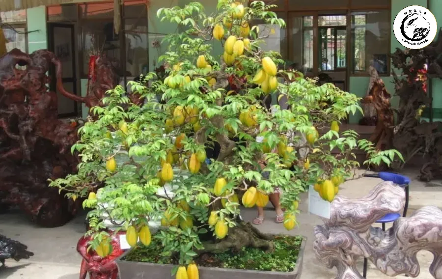 Hỗn hợp đất trồng giàu dinh dưỡng và thoát nước tốt là chìa khóa cho sự phát triển của bonsai
