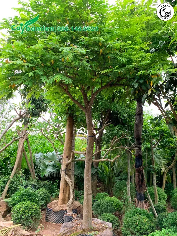 Mô hình cây khế chua ghép cành khế ngọt to mang lại giá trị kinh tế và thẩm mỹ cao