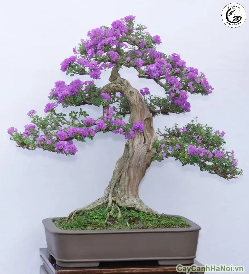 Vẻ đẹp tinh tế của cây linh sam cẩm thạch lá rí khi được tạo dáng bonsai chuyên nghiệp