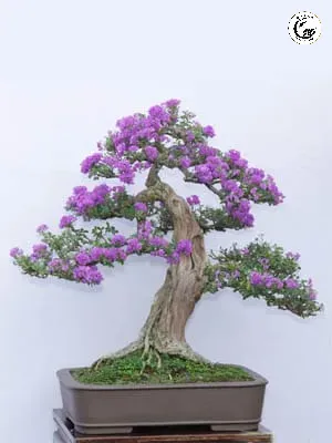 cay-linh-sam-1 Vẻ đẹp rực rỡ và cuốn hút của Bonsai Linh Sam mini siêu sai hoa khi vào mùa nở rộ