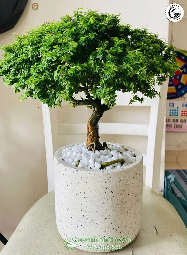 Một tác phẩm bonsai nhân sâm lộ rễ với vẻ đẹp cổ kính và sang trọng