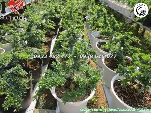 cay-linh-sam-la-ri-86-bonsai-mini-3_master Linh sam 86 là giống cây bonsai rất được ưa chuộng nhờ lá nhỏ và khả năng chịu cắt tỉa tốt