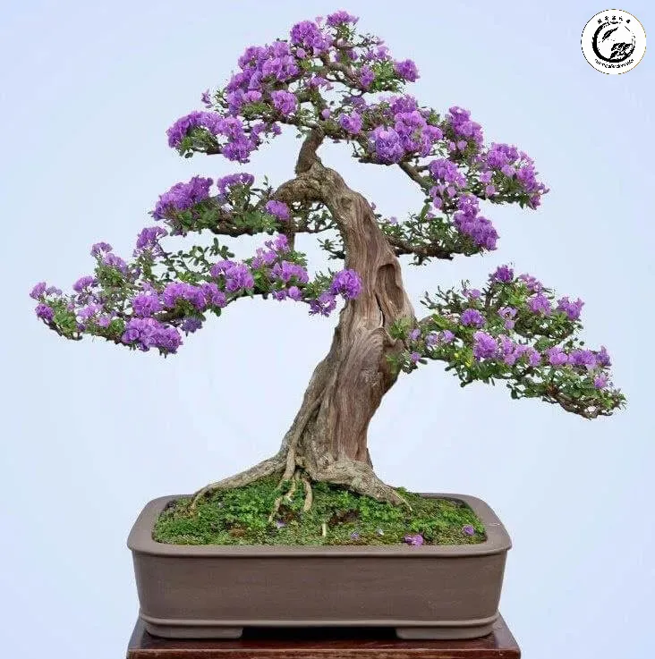 Bonsai mang lại vẻ đẹp sang trọng và sự thư thái cho không gian làm việc của sếp
