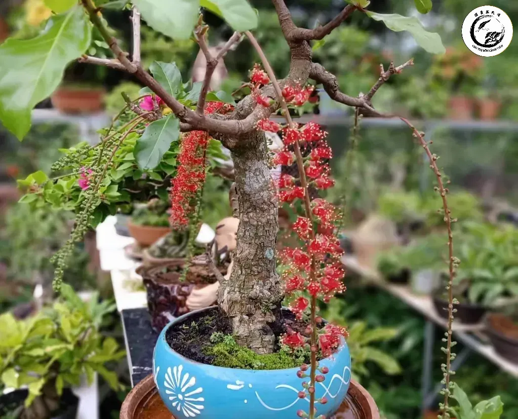 Vẻ đẹp kiêu hãnh và rực rỡ của tác phẩm Lộc Vừng bonsai dáng trực rủ hoa