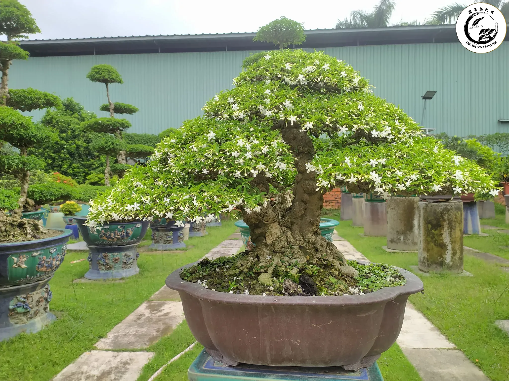 cay-mai-chieu-thuy-bonsai Sự hòa hợp giữa hai thân cây tạo nên vẻ đẹp cân đối và bền vững trong không gian sống
